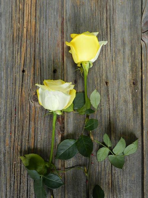 YELLOW & WHITE   TINTED ROSE